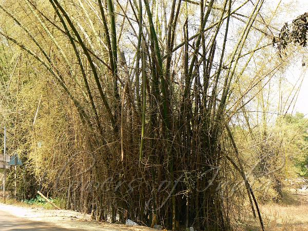 Indian Thorny Bamboo
